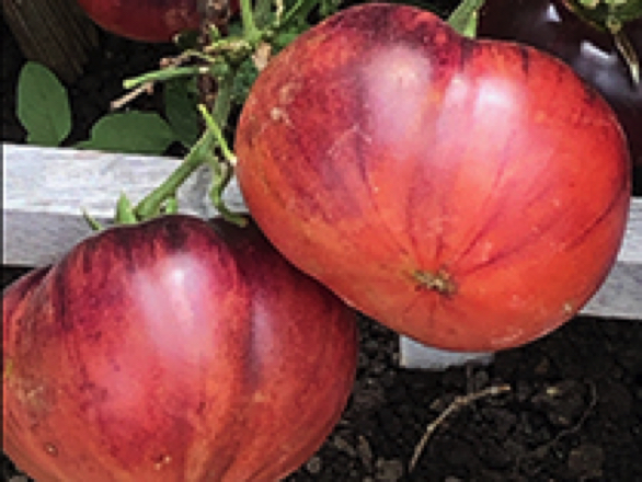 blue beauty heirloom tomatoes